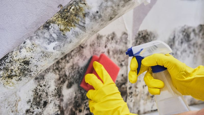 Mold Treatment Service in Fort Worth, TX