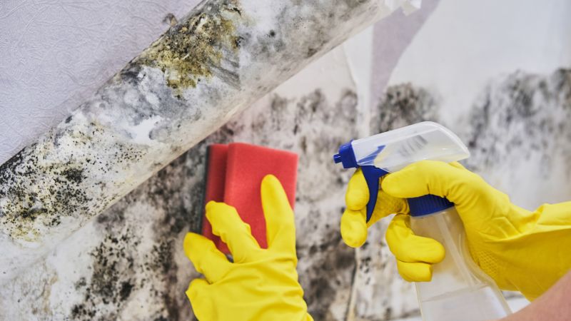 White Mold Mitigation in Fort Worth, TX